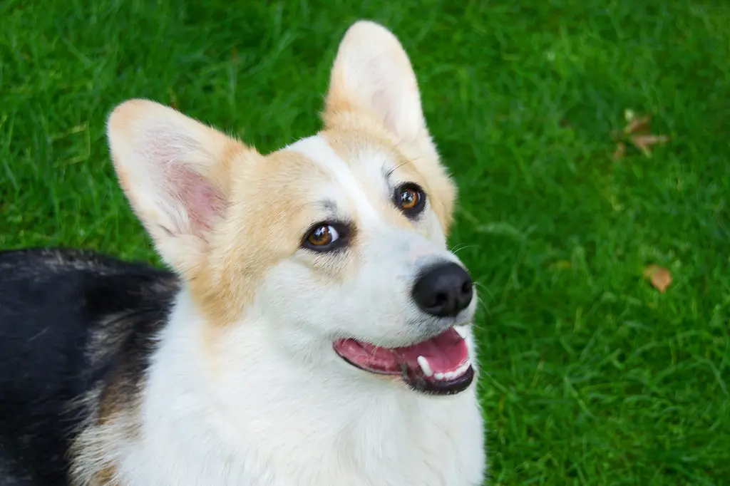 台灣狼犬飼育全攻略：從品種選擇到日常照護