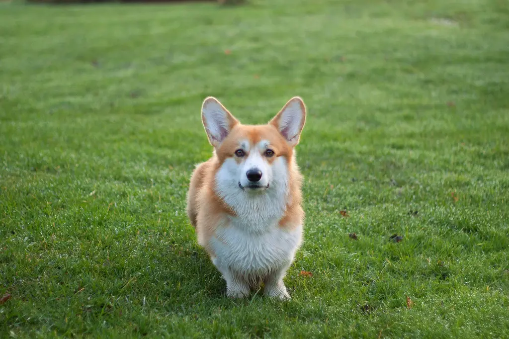 黃金幼犬領養：黃金獵犬的飼養指南