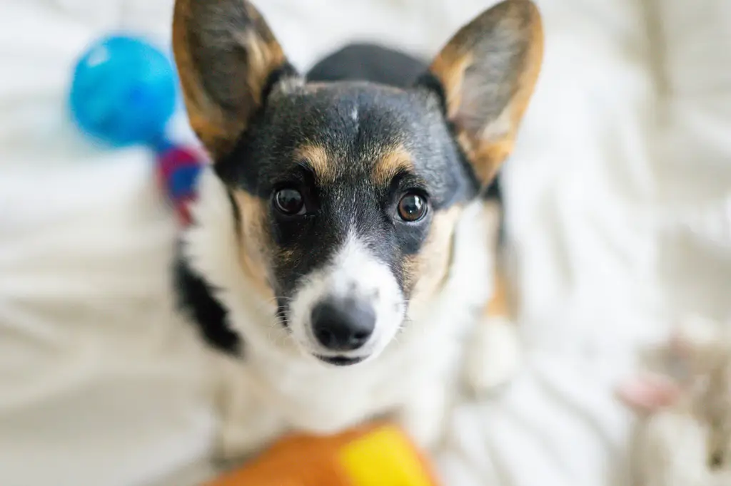 領養柴犬BB：萌翻天的毛茸茸小天使！