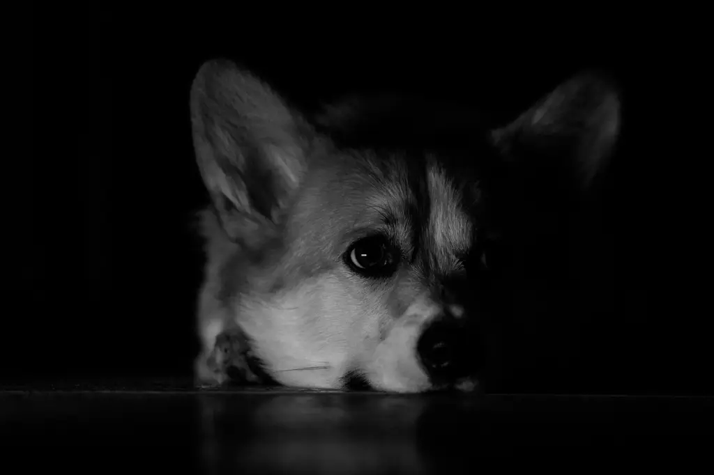 飼養幼犬的完整指南：讓您的毛茸茸小寶貝健康茁壯
