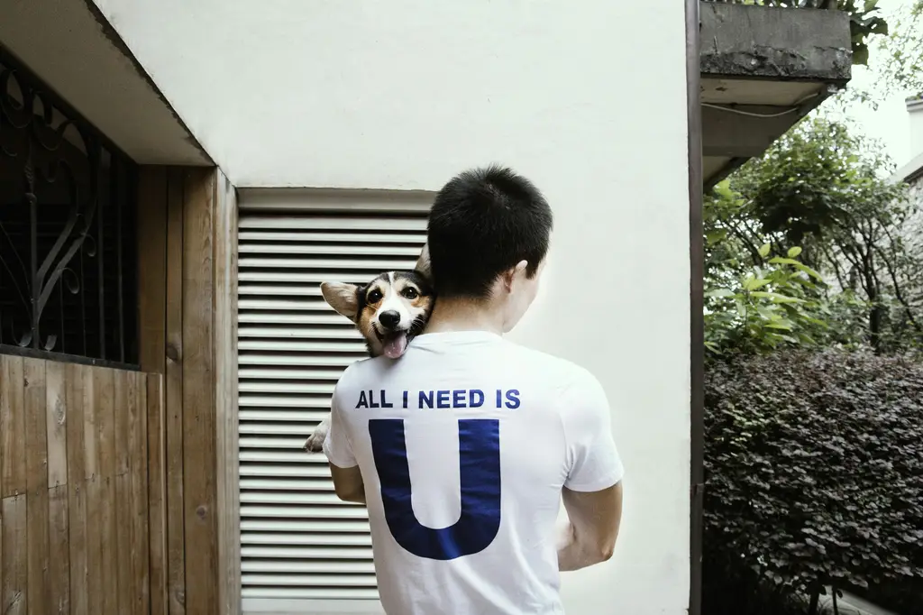 柴犬飼養指南：帶您認識這位迷人又霸氣的日本犬種